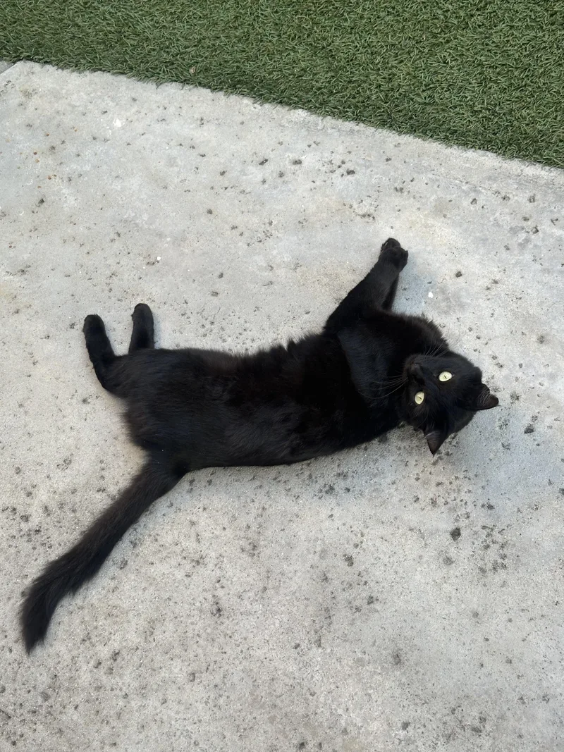 An adult medium-sized female Domestic Medium Hair cat named Autumn for adoption in Monrovia , CA