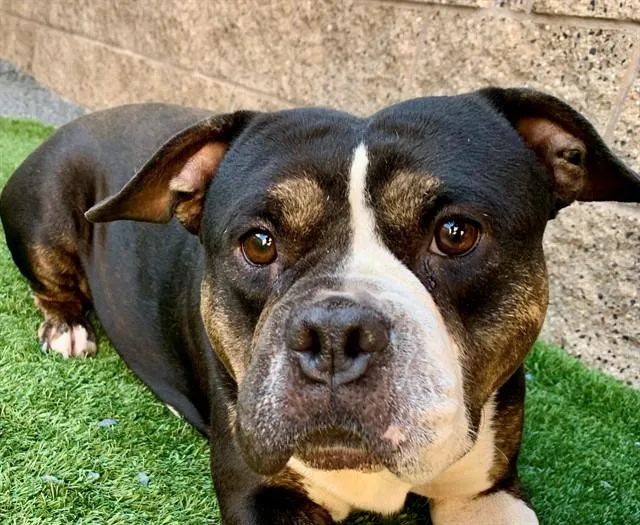 An adult medium-sized female American Bully dog named Marianne for adoption in Moreno Valley, CA