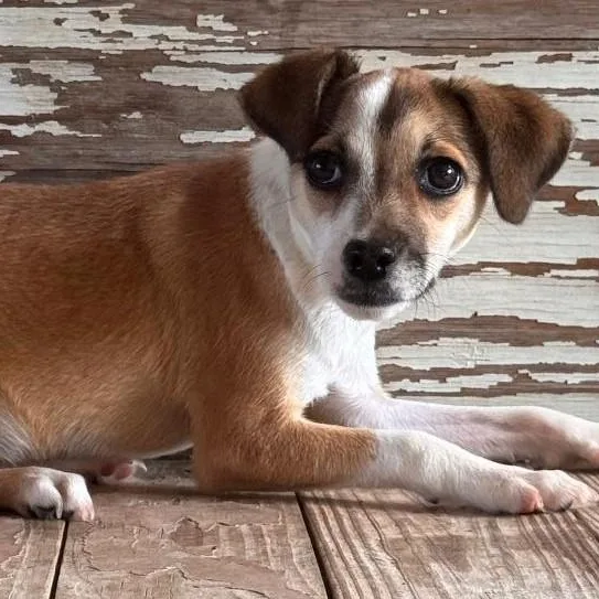 A young small-sized female Tricolor (Brown, Black, & White) Chihuahua dog named Dory for adoption in Carrollton, TX