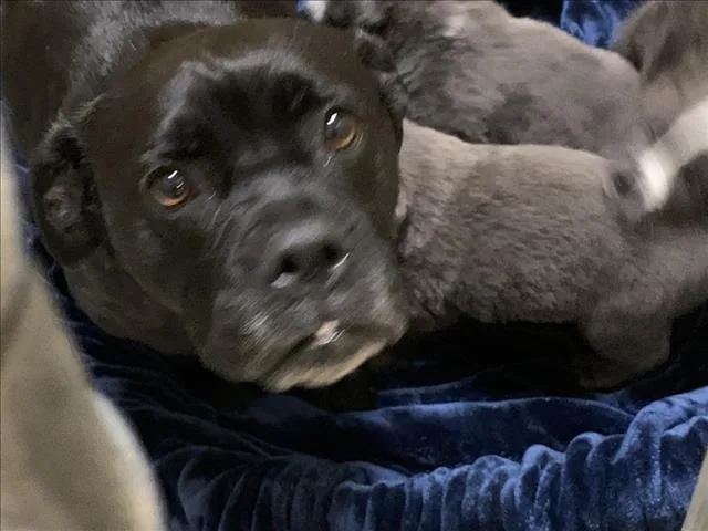 Lola
