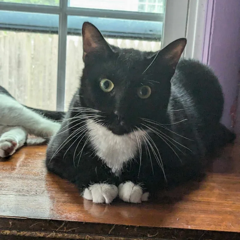 Dove & Robin thumbnail 3