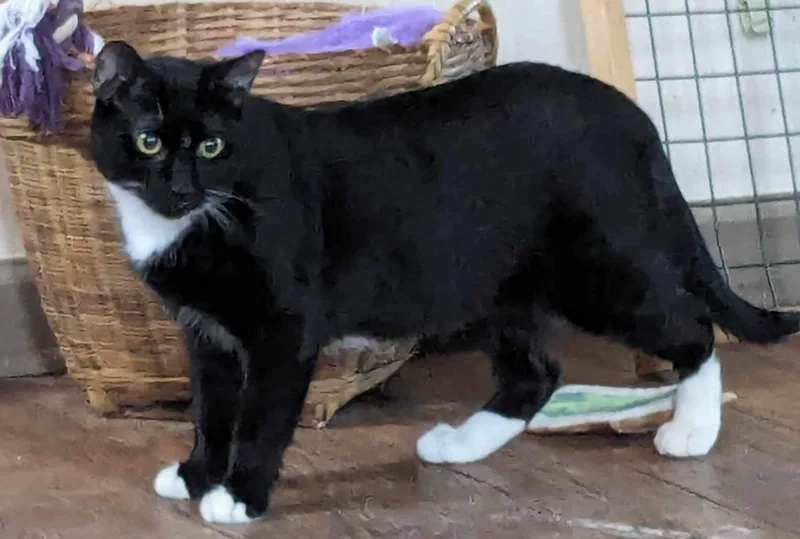 Dove & Robin thumbnail 4