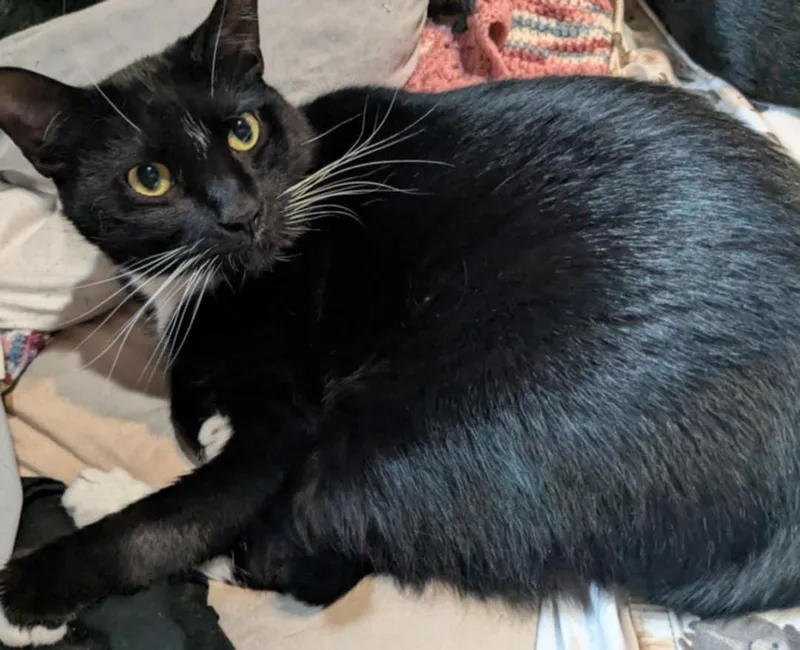 Dove & Robin thumbnail 5