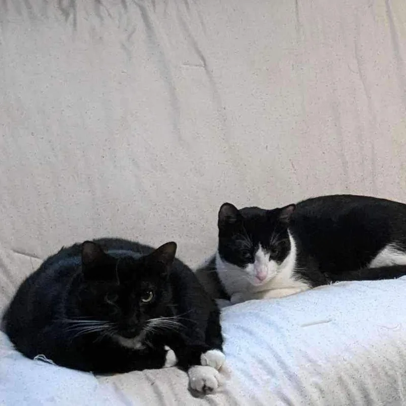 Dove & Robin thumbnail 6