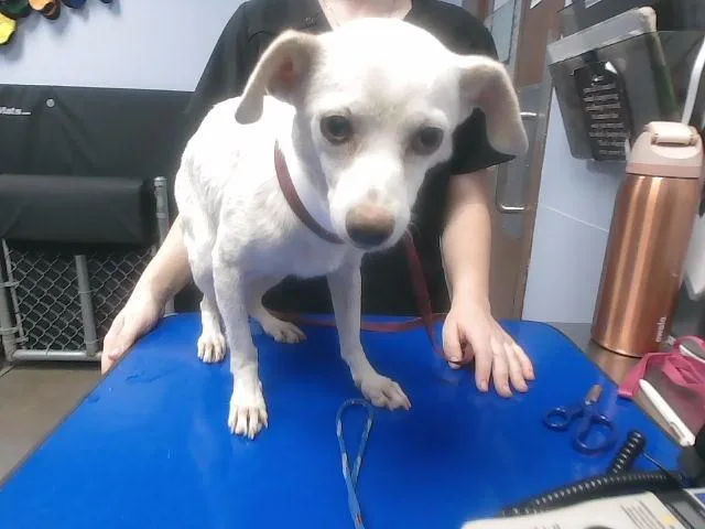 An adult small-sized female Chihuahua dog named Fifi for adoption in Phoenix, AZ