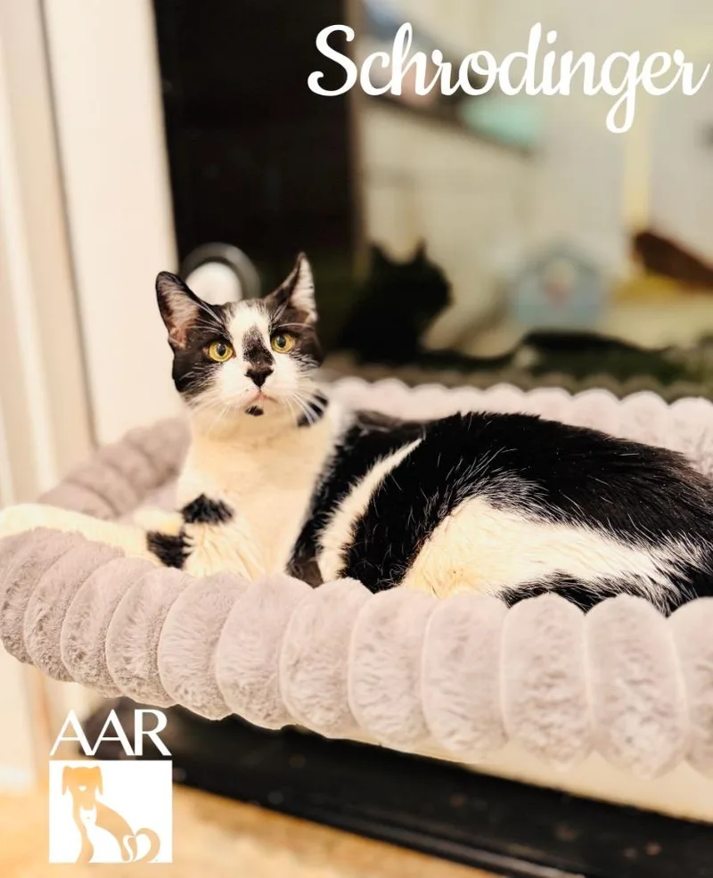An adult extra large-sized male Domestic Short Hair cat named Schrodinger for adoption in Magnolia, TX