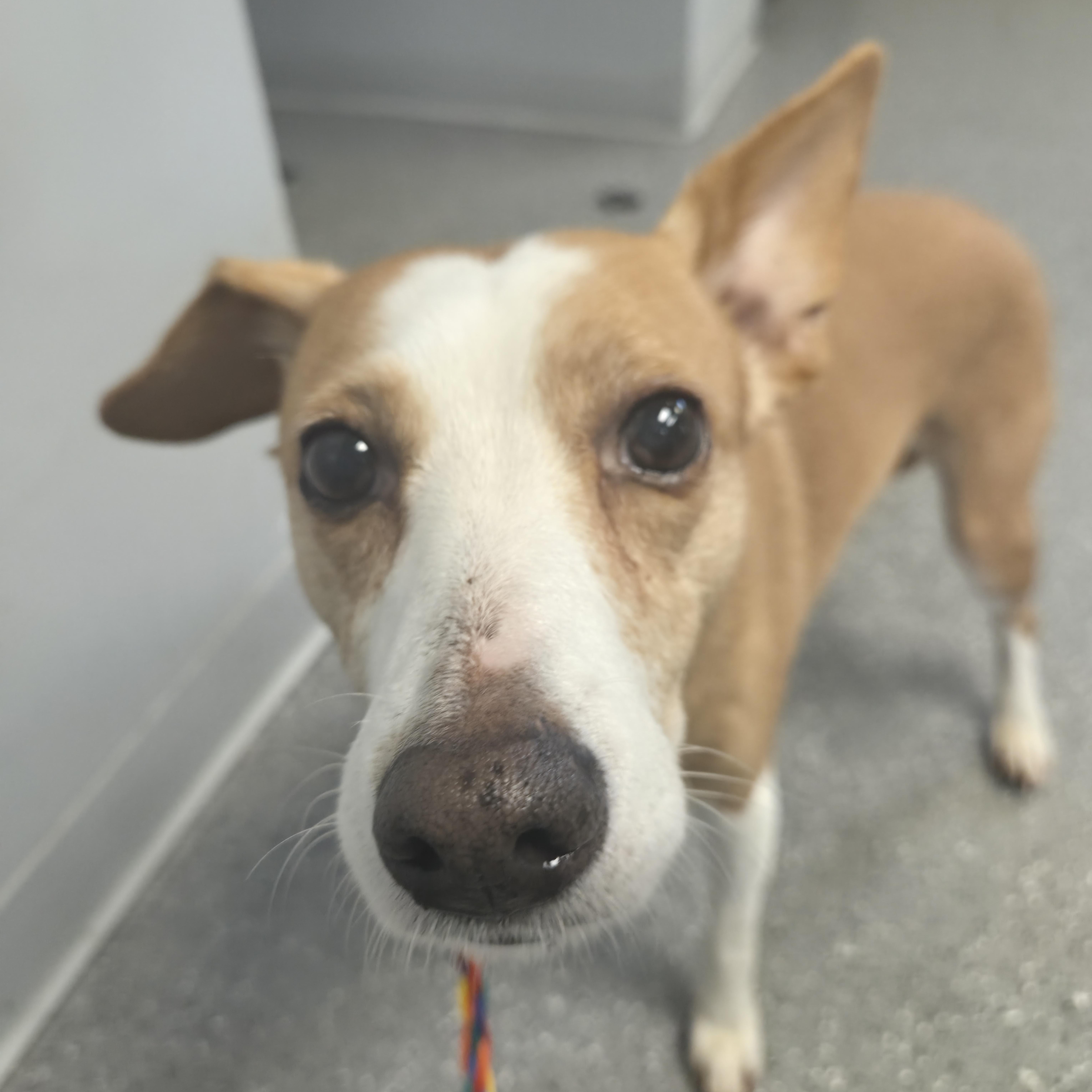 An adult small-sized female Apricot / Beige Hound dog named Daisy for adoption in Watertown, NY