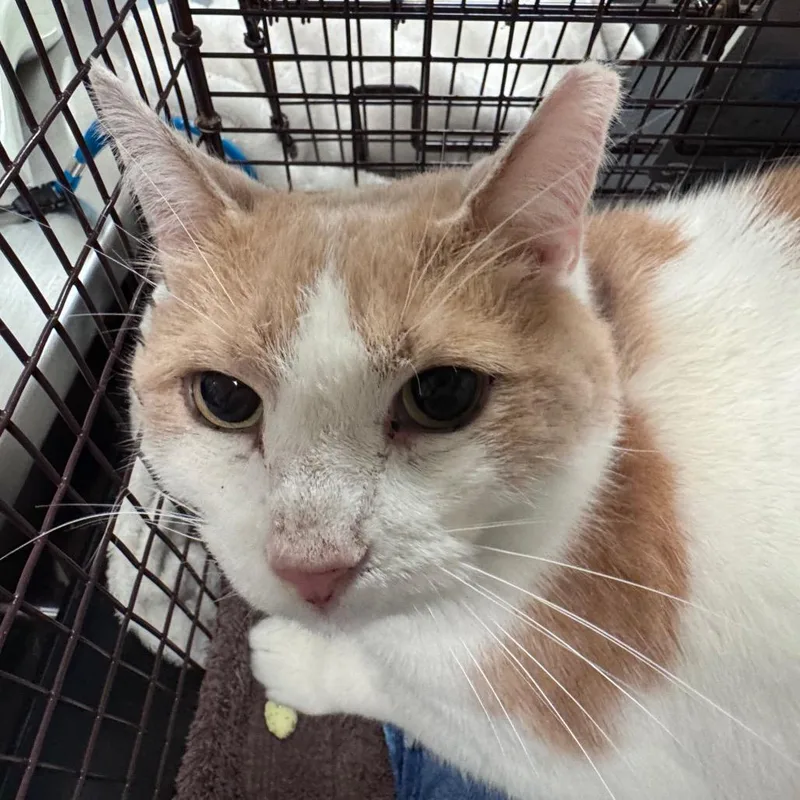 An adult large-sized male Orange / Red Domestic Short Hair cat named Cheddar Jack for adoption in Chicago, IL