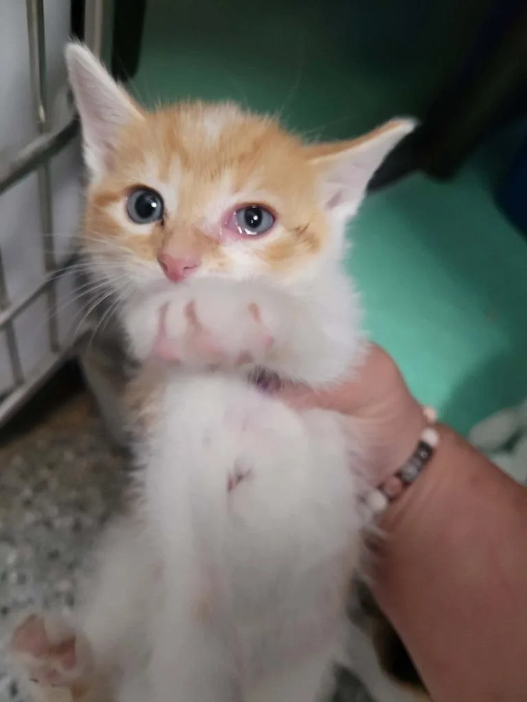 A baby medium-sized male Domestic Short Hair cat named Mo for adoption in Republic, MO
