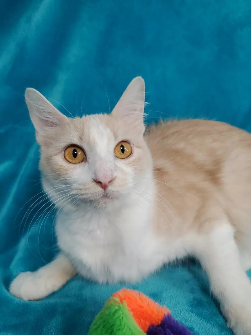 An adult medium-sized female Buff & White Domestic Long Hair cat named Silky for adoption in Greenville, IL
