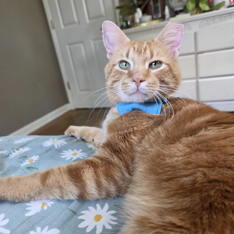 An adult large-sized male Orange & White Domestic Short Hair cat named Theo for adoption in Fort Oglethorpe, GA