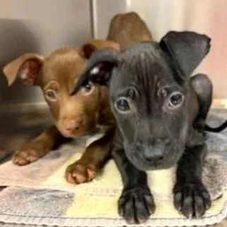 A baby small-sized male Mixed Breed dog named Kevin for adoption in Wilmington, DE