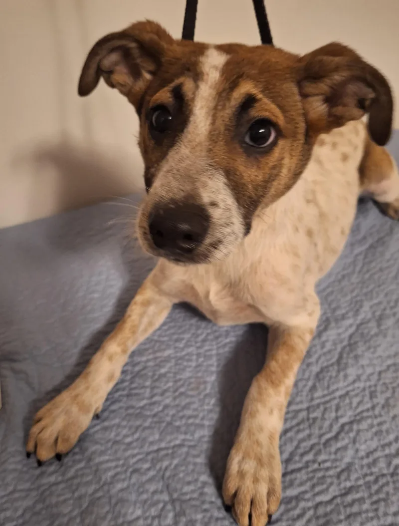 A baby medium-sized male Bicolor Feist dog named Cowboy for adoption in Melbourne, AR