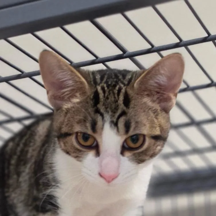 A young medium-sized male Brown / Chocolate Domestic Short Hair cat named Sprinkler for adoption in Muncie, IN