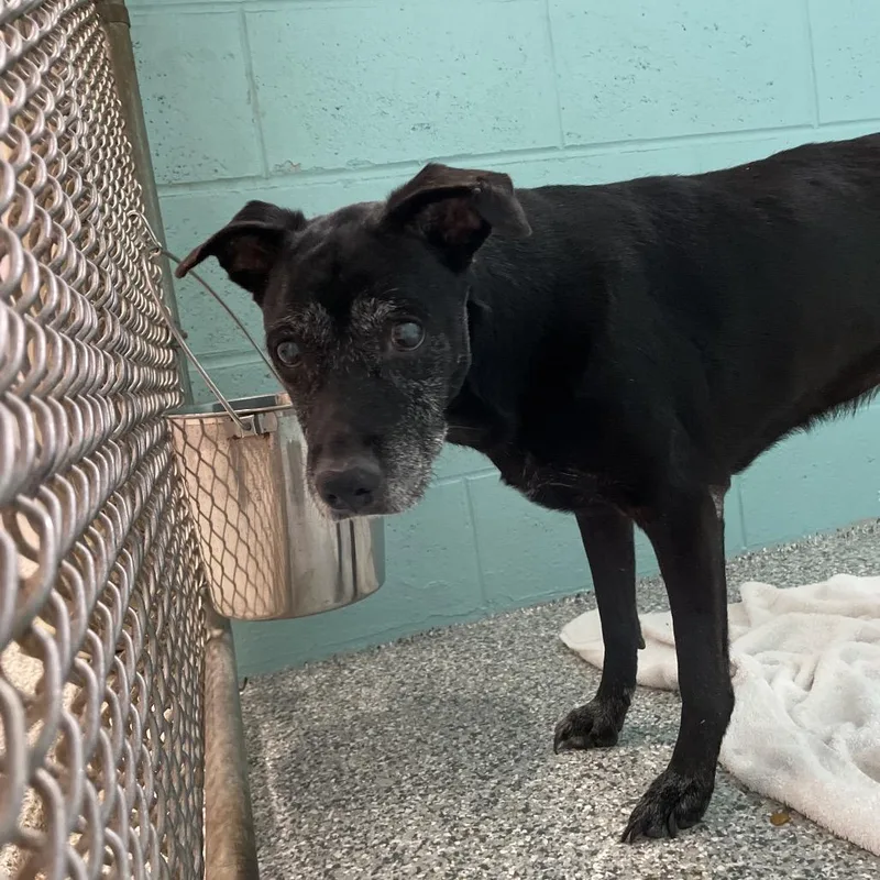 A senior medium-sized female Black Mixed Breed dog named Dunk for adoption in Port Charlotte, FL