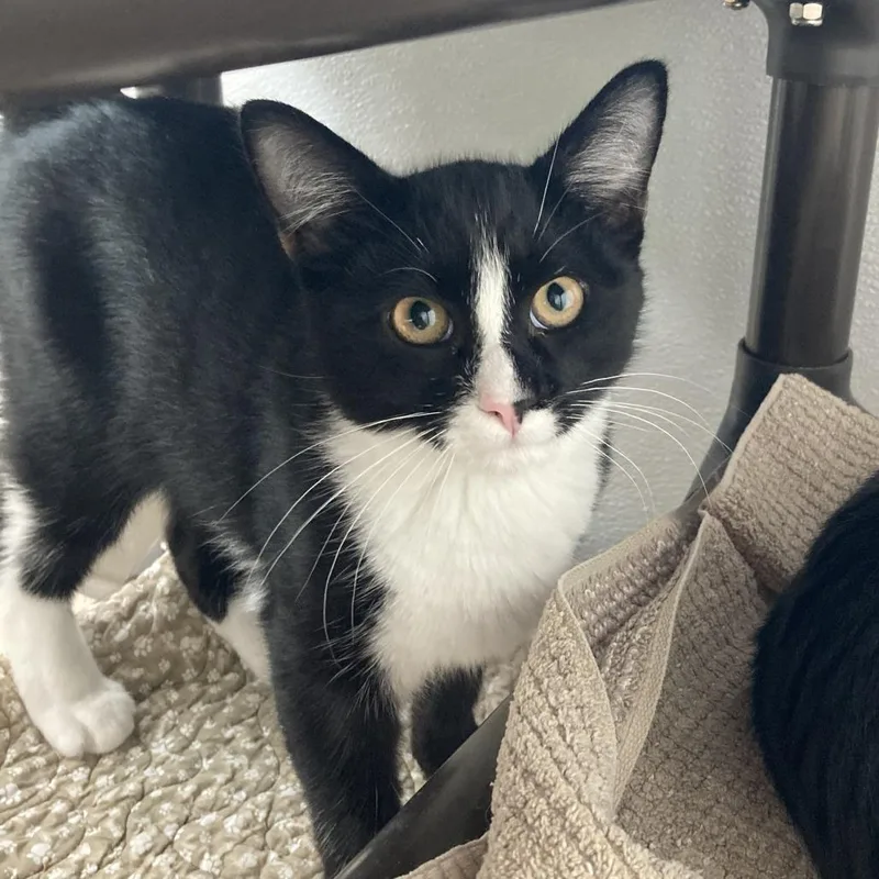 A young large-sized male Black Domestic Short Hair cat named Chespirito for adoption in St. Helena, CA