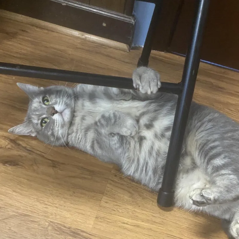 Gamora  Special Needs thumbnail 2