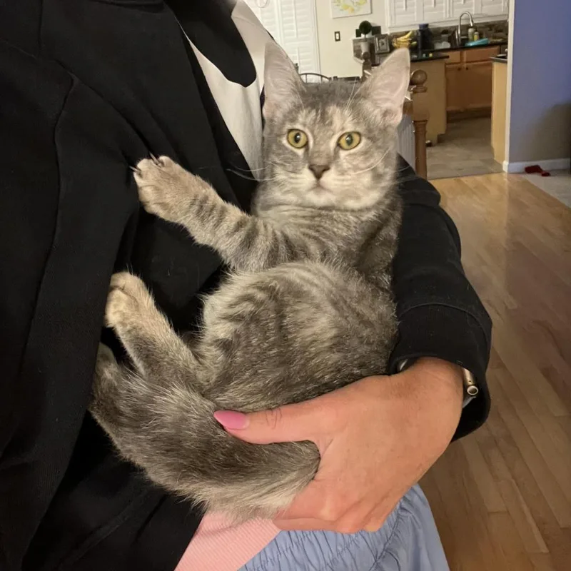 Gamora  Special Needs thumbnail 3