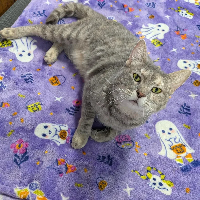 Gamora  Special Needs thumbnail 4