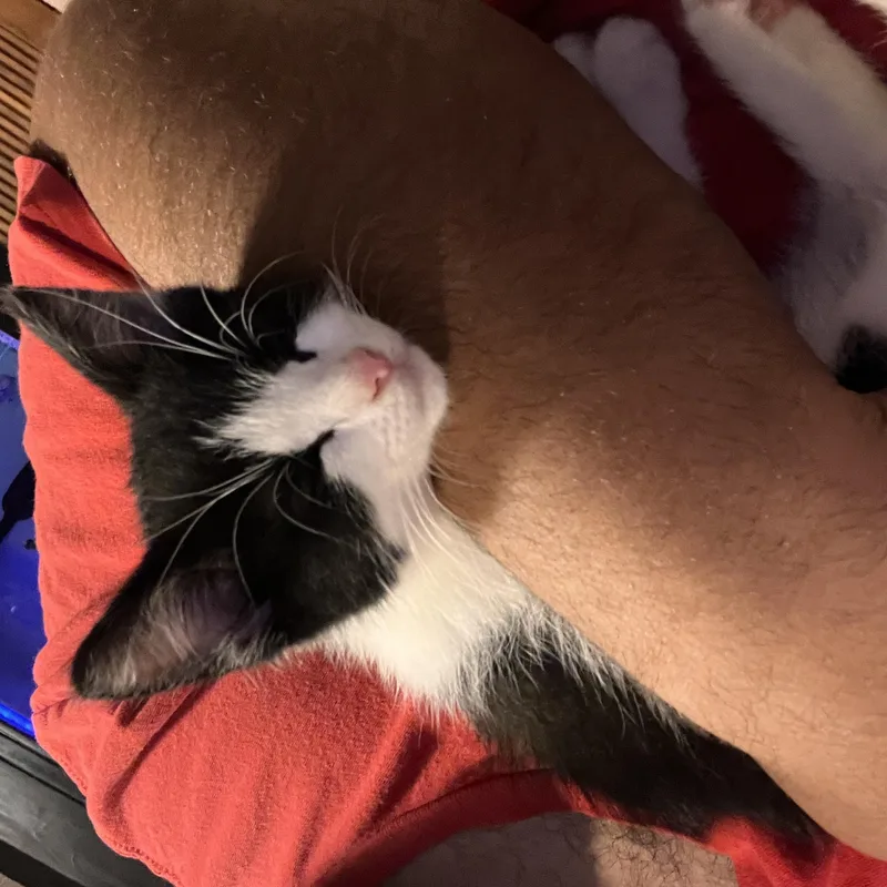 A baby large-sized male Black & White / Tuxedo Domestic Short Hair cat named Antonio Darcy for adoption in Mullica Hill, NJ