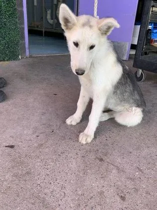 A baby medium-sized female Gray / Blue / Silver Siberian Husky dog named 60820661 for adoption in El Paso, TX