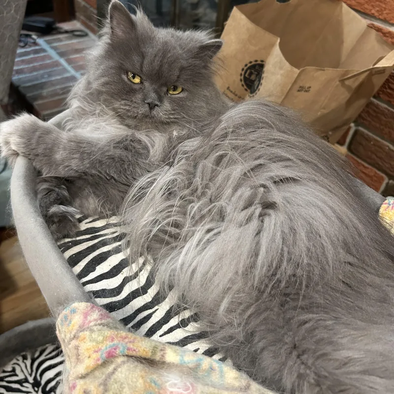 An adult medium-sized male Gray / Blue / Silver Persian cat named Matthew . for adoption in Farmington Hills, MI