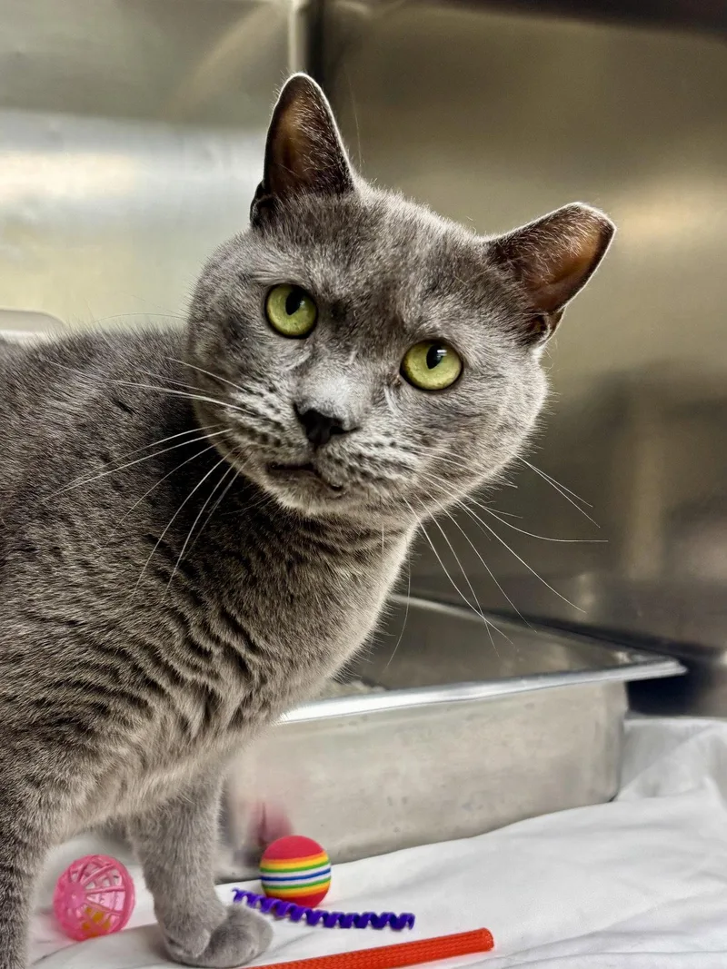 An adult medium-sized female Gray / Blue / Silver Domestic Short Hair cat named Dove for adoption in Brick, NJ
