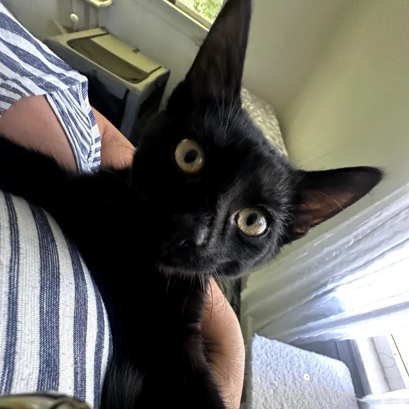 Ella