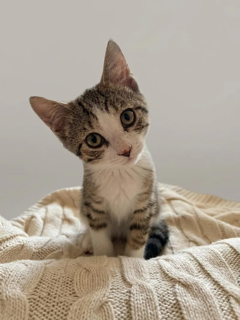A baby small-sized male Tabby (Gray / Blue / Silver) Domestic Short Hair cat named Swayer for adoption in Johnson City, TN