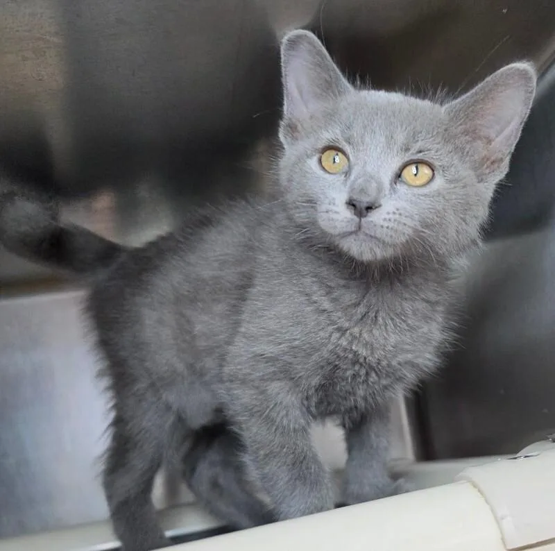 A young medium-sized male Domestic Short Hair cat named Hansel for adoption in Roanoke, VA