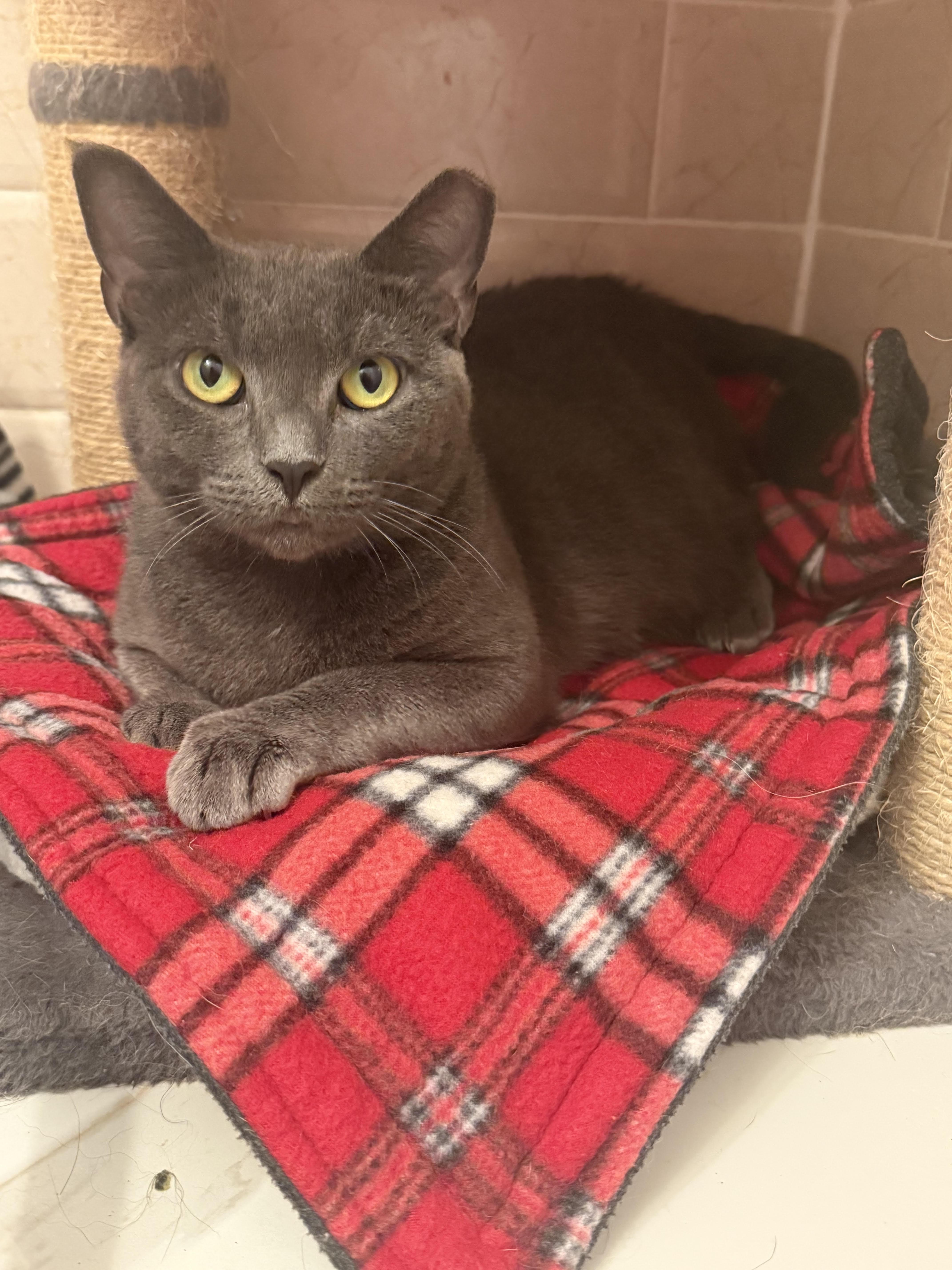 A young small-sized female Blue Point Russian Blue cat named Starburst for adoption in New York, NY