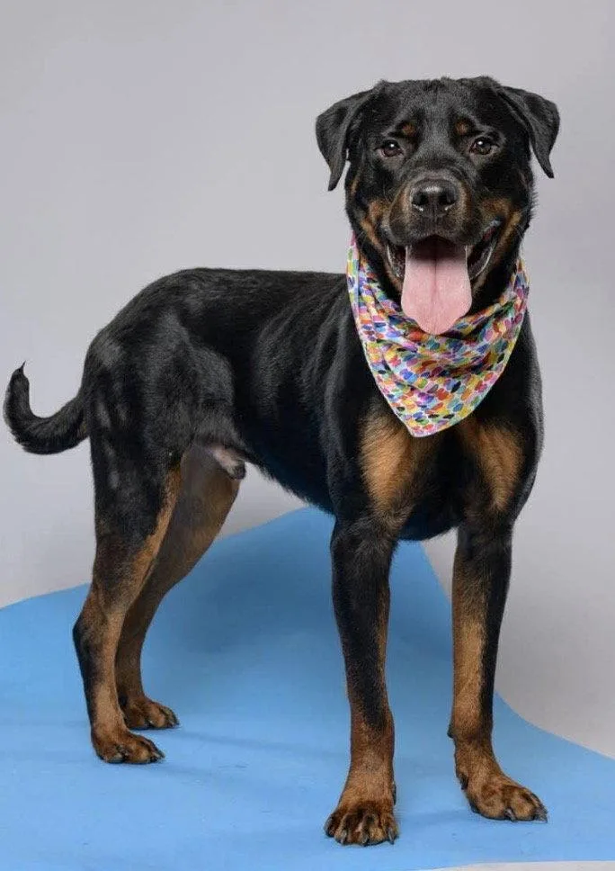 An adult large-sized male Rottweiler dog named Miso for adoption in Hillsboro, NH