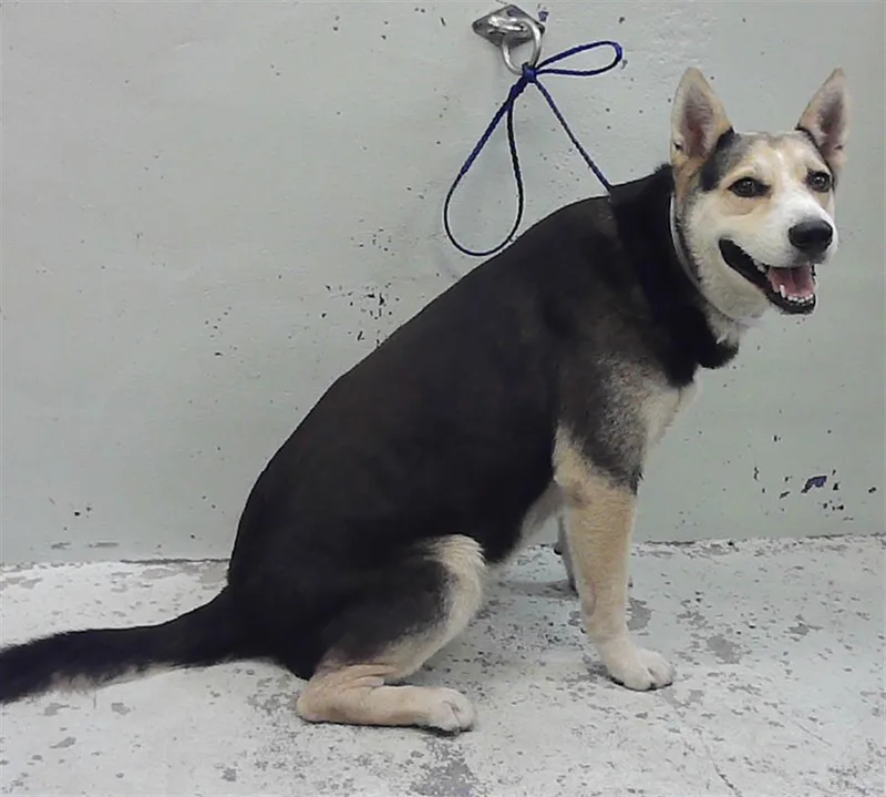 A young large-sized male German Shepherd Dog dog named Chucho for adoption in Houston, TX