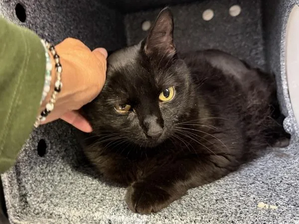 A senior large-sized female Domestic Short Hair cat named Tia for adoption in New York, NY