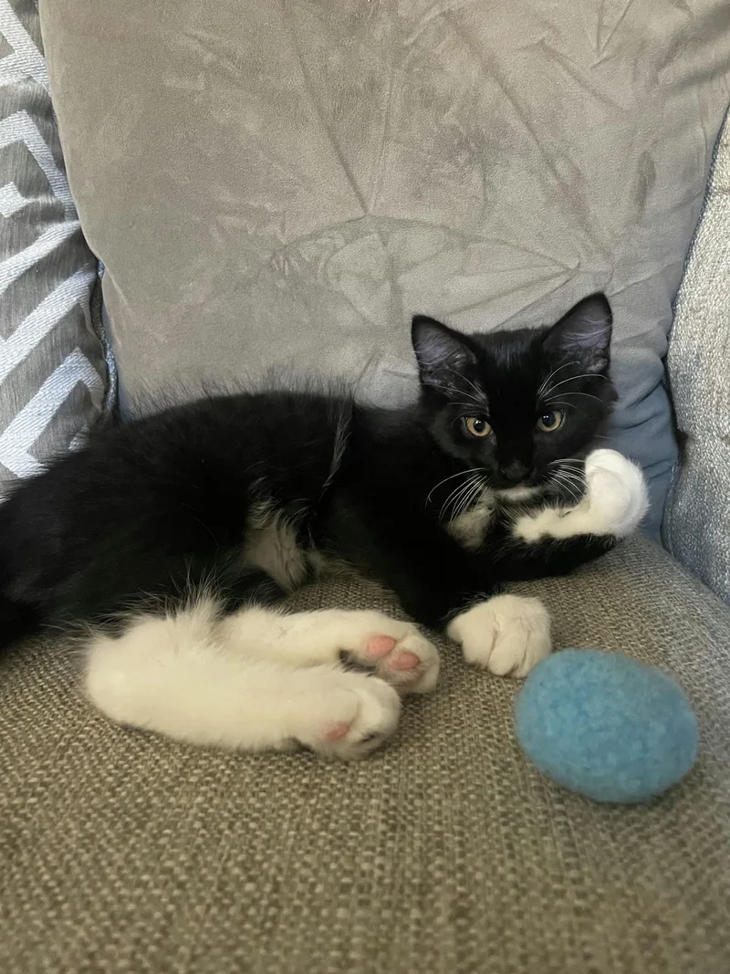 Oreo