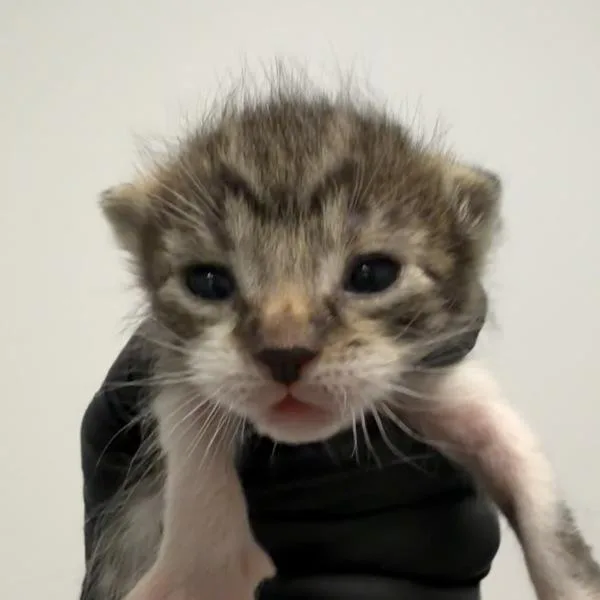 A baby small-sized female Domestic Short Hair cat named Bagel for adoption in El Cajon, CA