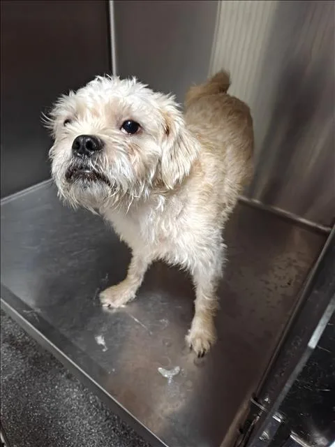 An adult small-sized male Mixed Breed dog named Toby for adoption in Los Angeles, CA