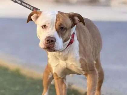 An adult large-sized female Mixed Breed dog named Maeve for adoption in West Chester, PA