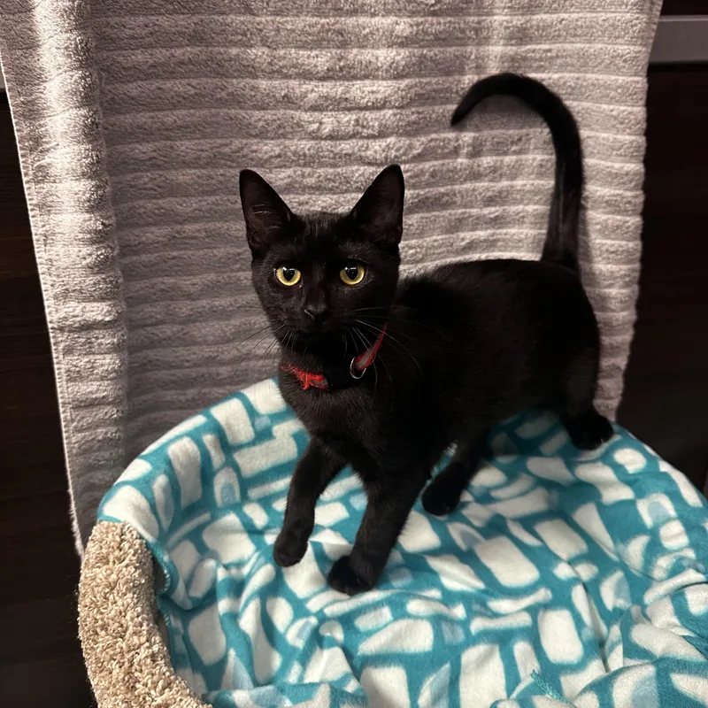 A baby small-sized female Black Domestic Short Hair cat named Miranda Kuykendahl Petsmart for adoption in Spring, TX