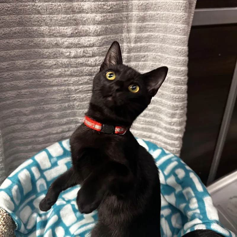Miranda  Kuykendahl Petsmart thumbnail 3