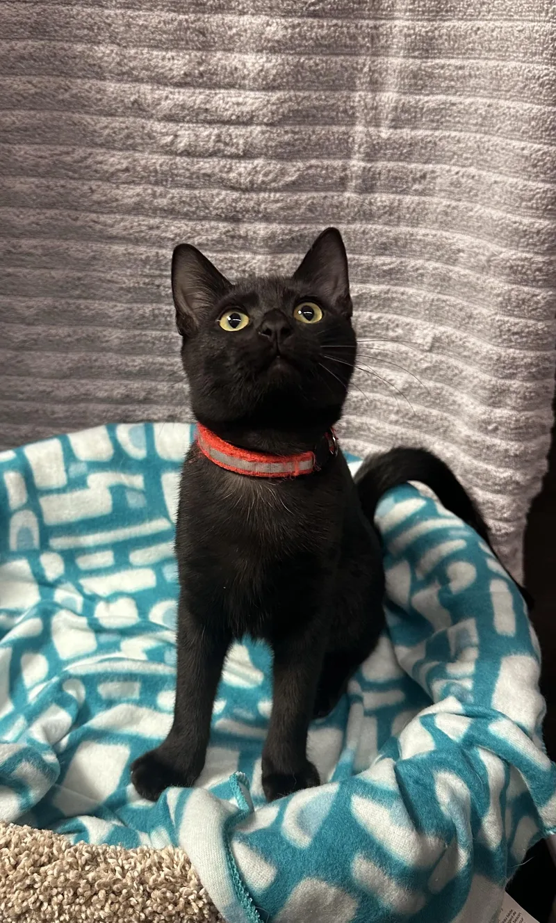 Miranda  Kuykendahl Petsmart thumbnail 4