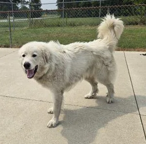 An adult extra large-sized male Great Pyrenees dog named Ghost for adoption in Bucyrus, OH