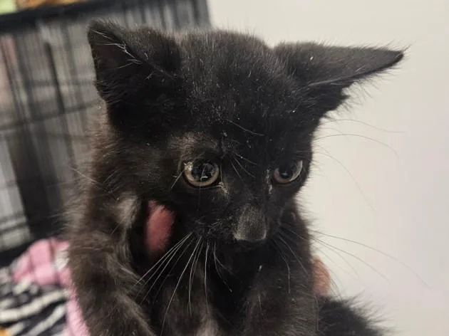 A baby small-sized male Domestic Short Hair cat named Spirit for adoption in Van Nuys, CA