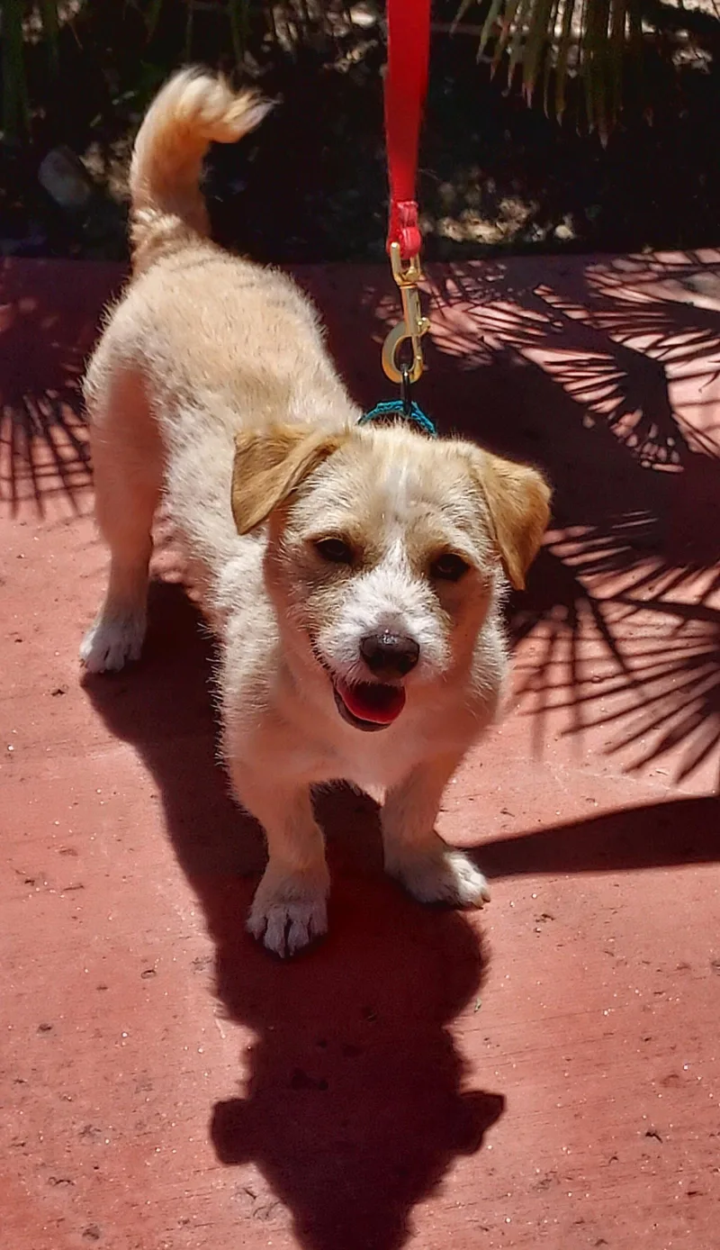 An adult medium-sized male Terrier dog named Benji for adoption in Mentone, CA