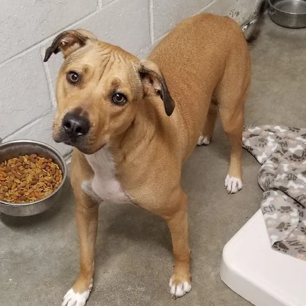 An adult medium-sized female Boxer dog named Uma for adoption in Seymour, IN