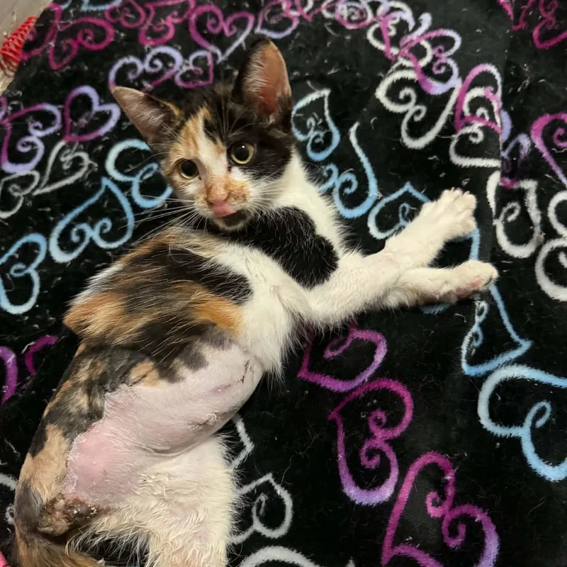 A baby small-sized female Calico cat named Nikon for adoption in Antioch, CA
