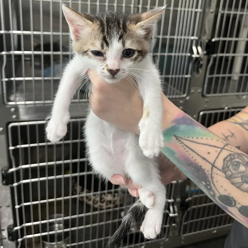 A baby small-sized male White Domestic Long Hair cat named Frosted Flakes for adoption in Richmond Hill, GA