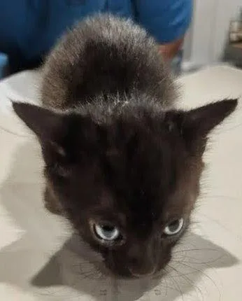 A baby medium-sized male Black Domestic Short Hair cat named Parker .. for adoption in Apopka, FL