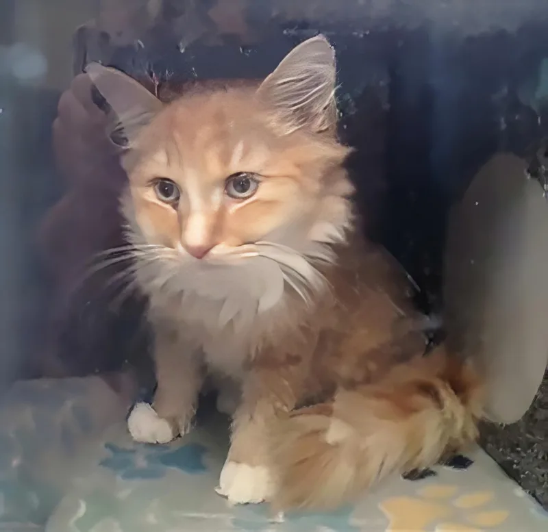 A young medium-sized male Domestic Medium Hair cat named A for adoption in Nashville, TN