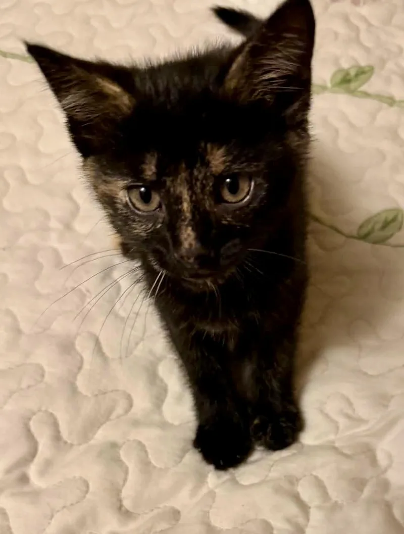 A baby small-sized female Tortoiseshell cat named Sparkle for adoption in Myrtle Beach, SC
